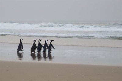 Penguins saved and going home