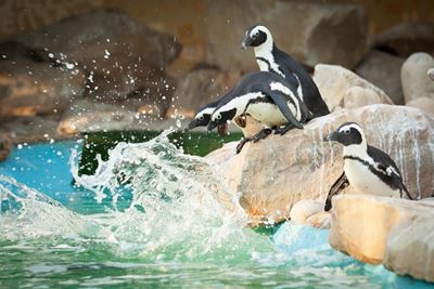 Penguins for Lookout Beach
