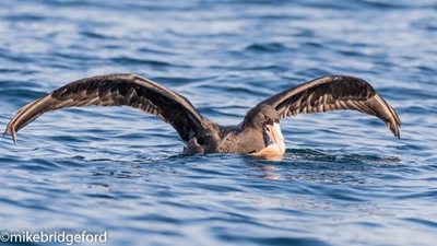 Swift cooperation ensures a bird is saved