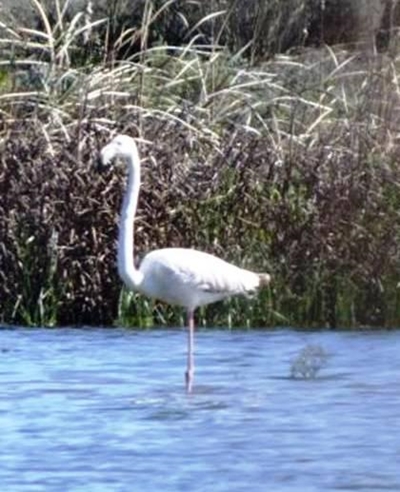 Oyster Bay interns spot Flamingos