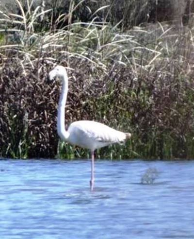 Oyster Bay interns spot Flamingos