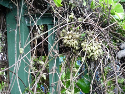 How to tackle invasive Madeira vine