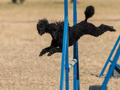 Local off to World Agility Champs