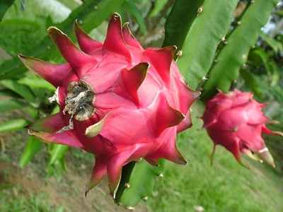 A new fruit industry is born