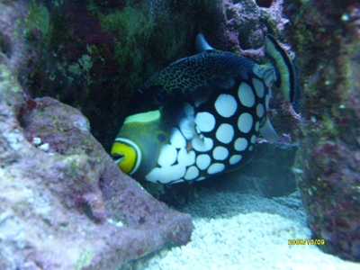 Exotic fish undergoes tricky eye operation