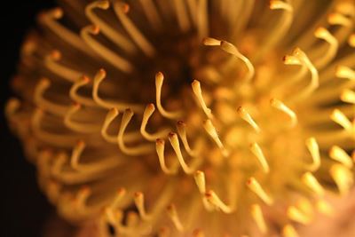 Latest photographic society winners