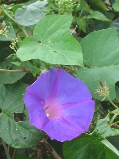 No praise for morning glory