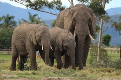 9 Knysna elephants moved to Plett