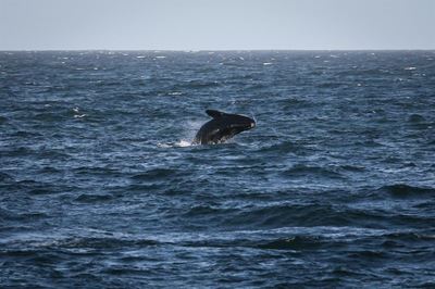 Whale watching with meaning