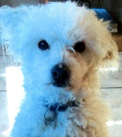 Dog with heart condition missing