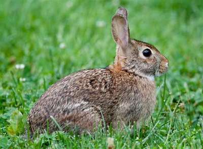 Don't give rabbits as gifts