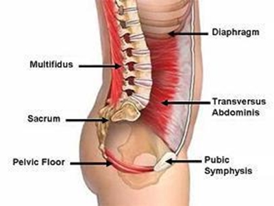 The pelvic floor muscles and incontinence