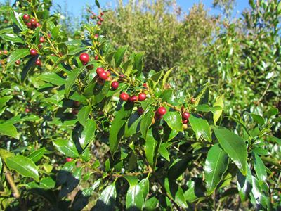 Fynbos facts