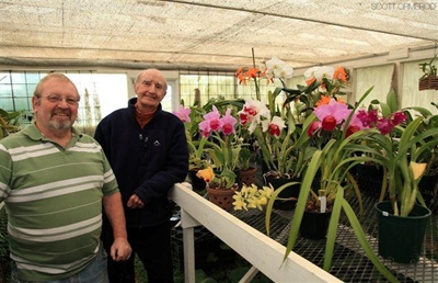 It's Carnival Orchid show time