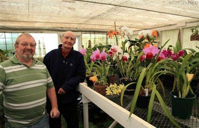 It's Carnival Orchid show time