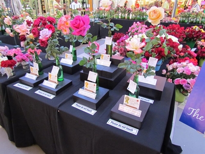 9th annual Autumn Rose Show in Knysna