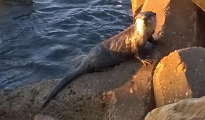 Otter spotted at Quay 4