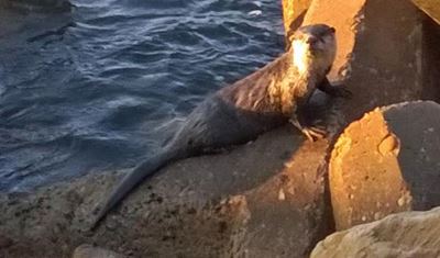 Otter spotted at Quay 4, Mossel Bay