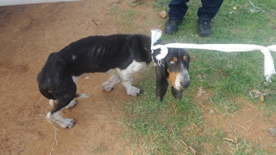 Unwanted dog given to SPCA