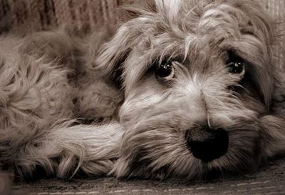 The sad truth about pets given away