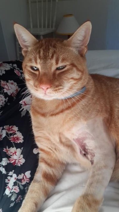Cat shot in Wilderness