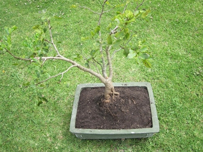 Bonsai trees on sale at botanical garden