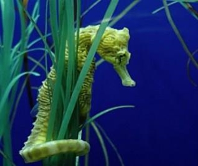 Love Your Wetlands - fast facts about seahorses