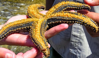 Knysna estuary: beautiful creatures in our midst