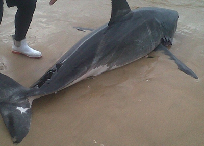 Great white caught at Central Beach