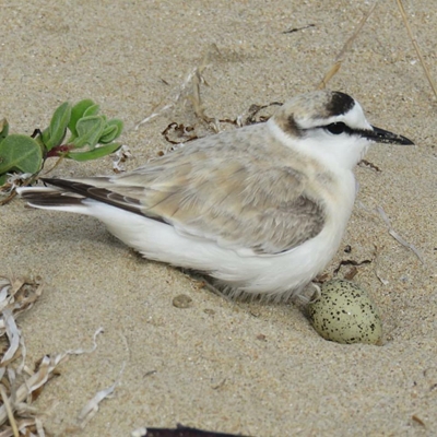 Share our shores with other life forms