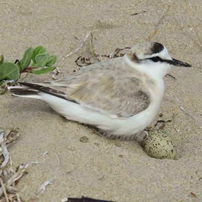 Share our shores with other life forms