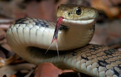 Snake bites – Know what to do