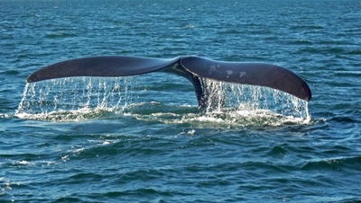 Eerste walvis stertgroet in die baai