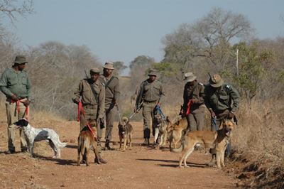 Rhino dogs on the frontline