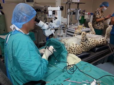 Cheetah's eyesight saved