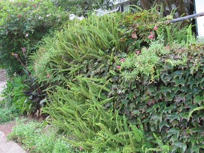 Nephrolepsis exaltata, N.cordifolia – sword ferns