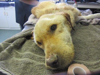 Horrific death for give away dog