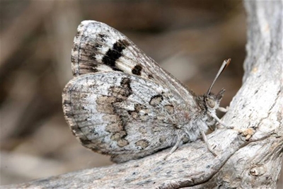 Research of Knysna's rarest inhabitant