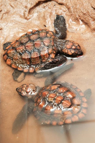 Baby turtles fly to Cape Town
