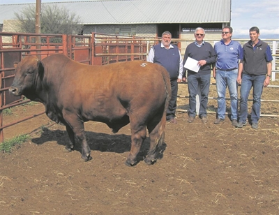 Bul haal R130 000 op veiling