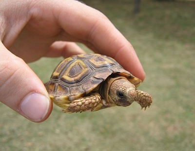 Removing tortoises from roads are illegal and cruel