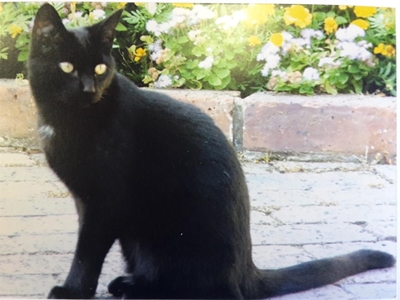 Missing cats: Families desperate