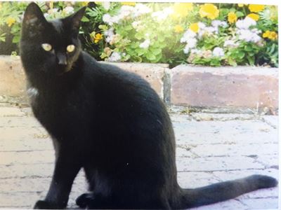Missing cats: Families desperate
