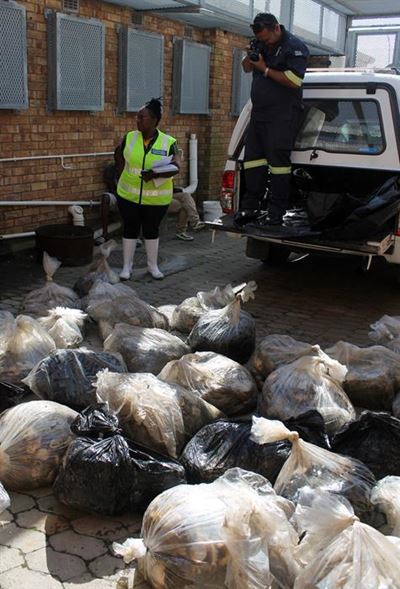 Puik arrestasie vir onwettige perlemoen