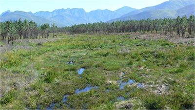 Action needed to save George forestry