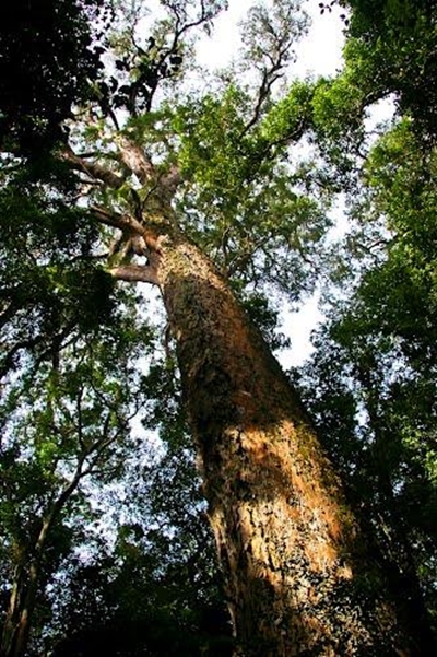 Explore our forests