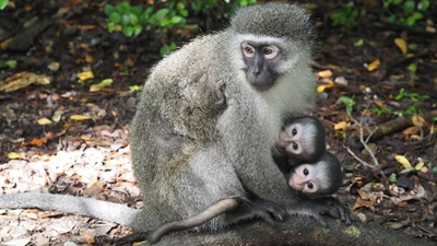 Rare twins born at monkey sanctuary
