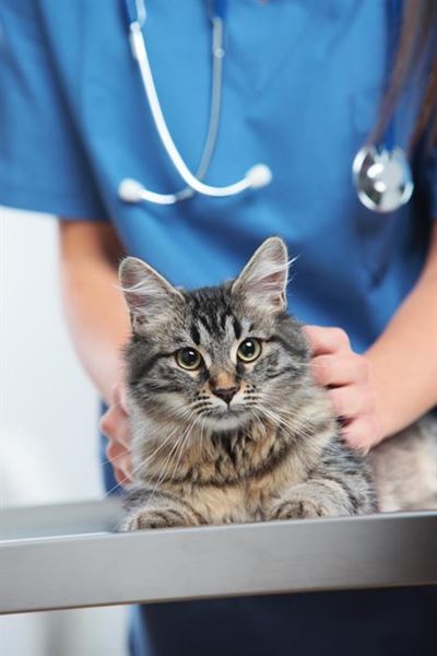 Put a spring in your pet's step