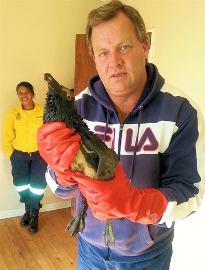 Penguins and gannets still rehabilitated