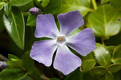 Common periwinkle